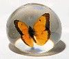 Small Butterfly - Assorted