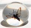 Bee Moth