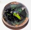 Tropical Beetle - assorted