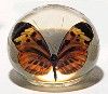 Butterfly - Assorted