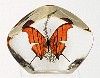 Halacona Butterfly Upright