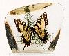 Glaucus Butterfly Upright